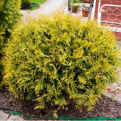 Туя КОЛЛЕРС ГОЛД складчатая в Екатеринбурге