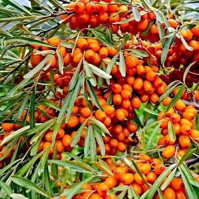 Облепиха ДЖЕМОВАЯ в Екатеринбурге