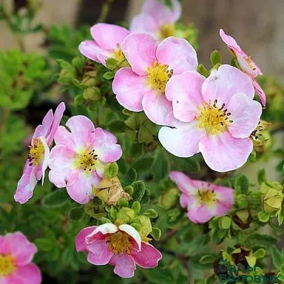 Лапчатка НЬЮ ДАУН кустарниковая  Лапчатка НЬЮ ДАУН кустарниковая в Екатеринбурге