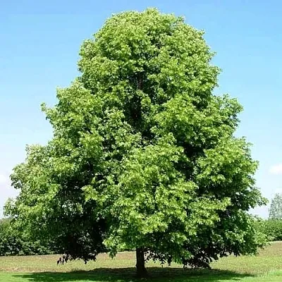 Липа мелколистная  Липа мелколистная в Екатеринбурге