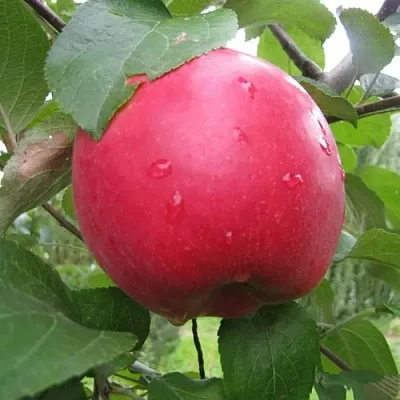 Яблоня АМУЛЕТ  Яблоня АМУЛЕТ в Екатеринбурге