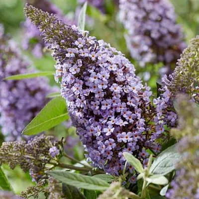 Буддлея давида БАТТЕРФЛЯЙ КАНДИ ЛИЛА СВИТХАРТ  Буддлея давида БАТТЕРФЛЯЙ КАНДИ ЛИЛА СВИТХАРТ в Екатеринбурге