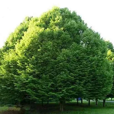 Граб японский  Граб японский в Екатеринбурге