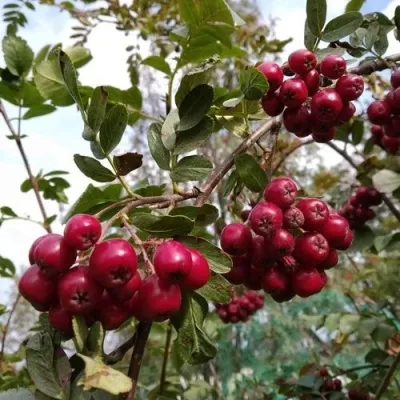 Рябина ГРАНАТНАЯ сладкоплодная — описание сорта Рябина ГРАНАТНАЯ сладкоплодная в Екатеринбурге