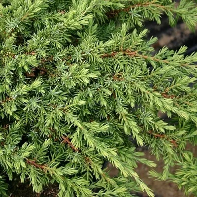 Можжевельник  Можжевельник в Екатеринбурге