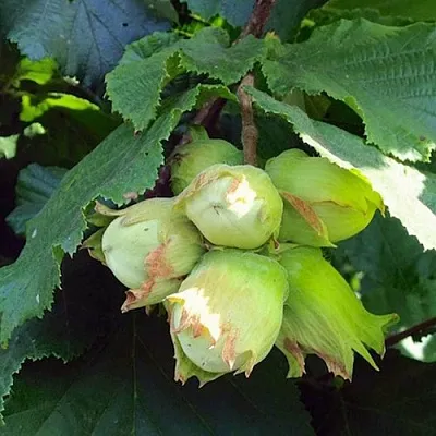 Фундук ТАМБОВСКИЙ РАННИЙ  Фундук ТАМБОВСКИЙ РАННИЙ в Екатеринбурге