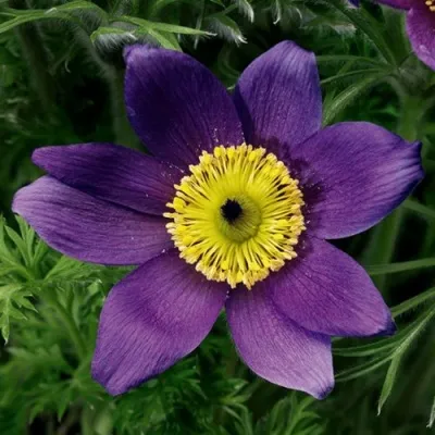 Прострел ПИНВИЛ БЛЮ ШЕЙДЕС в Екатеринбурге