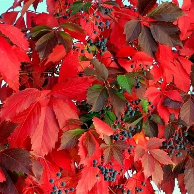 Девичий виноград  Девичий виноград в Екатеринбурге