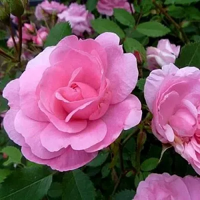 Саженцы роз ДЖОН ДЭВИС плетистая  Саженцы роз ДЖОН ДЭВИС плетистая в Екатеринбурге