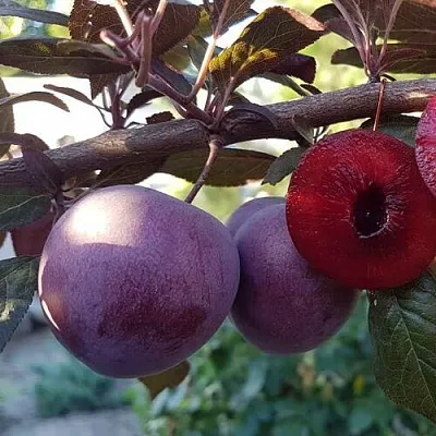 Слива ПАННА  в Екатеринбурге