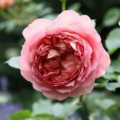 Саженцы роз РИДЖЕНТС ПАРК чайно-гибридная  Саженцы роз РИДЖЕНТС ПАРК чайно-гибридная в Екатеринбурге