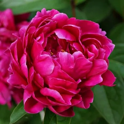 Пион ЛУИ ВАН-ГУТТ травянистый в Екатеринбурге