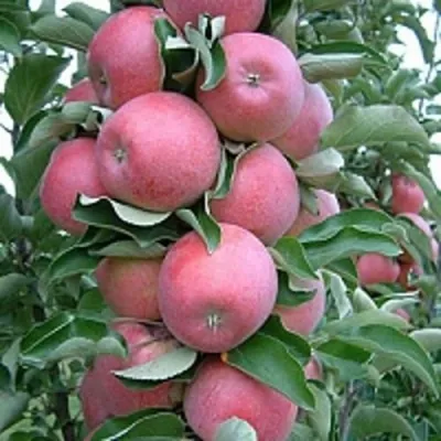 Яблоня АНТЕЙ КИЕВСКИЙ колонновидная в Екатеринбурге