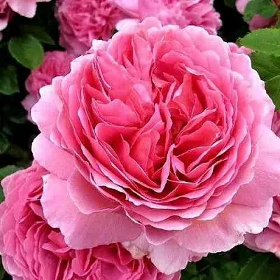 Саженцы роз ПРИНЦЕССА АЛЕКСАНДРА ОФ КЕНТ английская  Саженцы роз ПРИНЦЕССА АЛЕКСАНДРА ОФ КЕНТ английская в Екатеринбурге