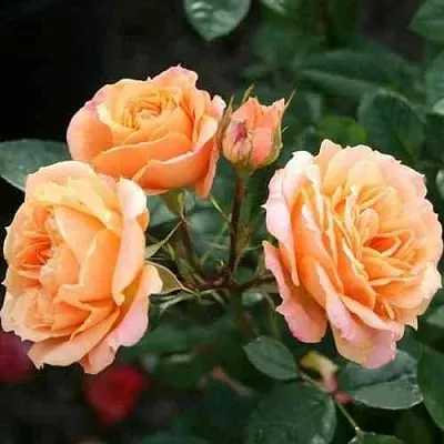 Саженцы роз КЛЕМЕНТИНА миниатюрная  Саженцы роз КЛЕМЕНТИНА миниатюрная в Екатеринбурге