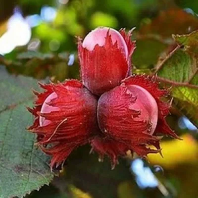 Фундук КРАСНЫЙ ЯНТАРЬ — описание сорта Фундук КРАСНЫЙ ЯНТАРЬ в Екатеринбурге