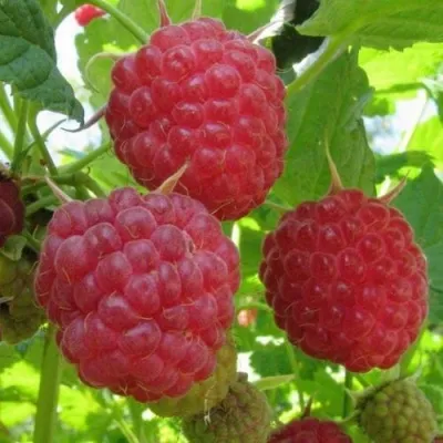 Малина ПИНГВИН — описание сорта Малина ПИНГВИН в Екатеринбурге