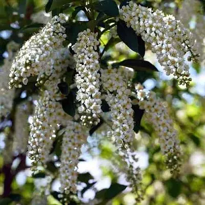 Черемуха виргинская ШУБЕРТ  Черемуха виргинская ШУБЕРТ в Екатеринбурге