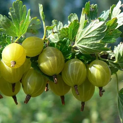 Крыжовник ЮБИЛЕЙНЫЙ  Крыжовник ЮБИЛЕЙНЫЙ в Екатеринбурге