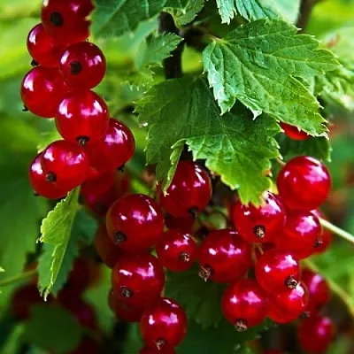 Смородина красная РОЛАН  Смородина красная РОЛАН в Екатеринбурге