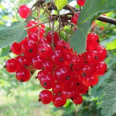 Смородина красная КРАСНАЯ АНДРЕЙЧЕНКО  Смородина красная КРАСНАЯ АНДРЕЙЧЕНКО в Екатеринбурге