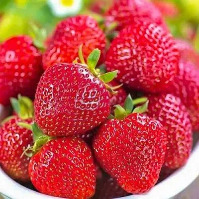 Клубника СИЛЬВИЯ  Клубника СИЛЬВИЯ в Екатеринбурге