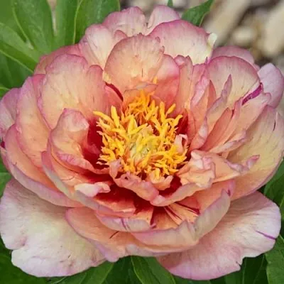 Пион КЭЛЛИС МЕМОРИ ито-гибрид в Екатеринбурге