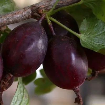 Крыжовник ЧЕЛЯБИНСКИЙ СЛАБОШИПОВАТЫЙ  Крыжовник ЧЕЛЯБИНСКИЙ СЛАБОШИПОВАТЫЙ в Екатеринбурге