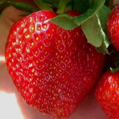 Клубника МАГНУС  Клубника МАГНУС в Екатеринбурге