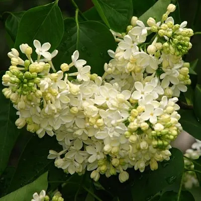 Сирень ПРИМРОУЗ  Сирень ПРИМРОУЗ в Екатеринбурге