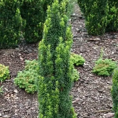 Тис ВОЙТЕК средний   Тис ВОЙТЕК средний  в Екатеринбурге