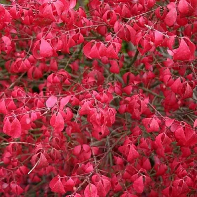 Бересклет КОМПАКТУС  в Екатеринбурге