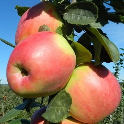 Яблоня БРЯНСКОЕ РОЗОВОЕ  Яблоня БРЯНСКОЕ РОЗОВОЕ в Екатеринбурге