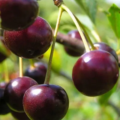 Вишня ЛИВЕНСКАЯ — описание сорта Вишня ЛИВЕНСКАЯ в Екатеринбурге