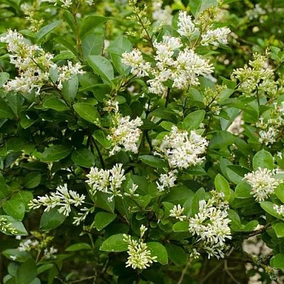 Бирючина  Бирючина в Екатеринбурге