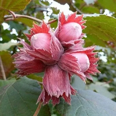 Фундук СКАРЛЕТТ  Фундук СКАРЛЕТТ в Екатеринбурге