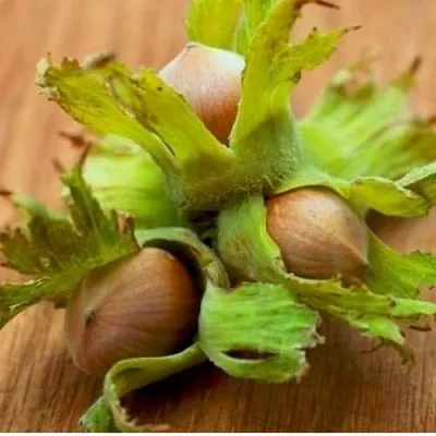 Фундук ГИГАНТ ТАМБОВСКИЙ  Фундук ГИГАНТ ТАМБОВСКИЙ в Екатеринбурге