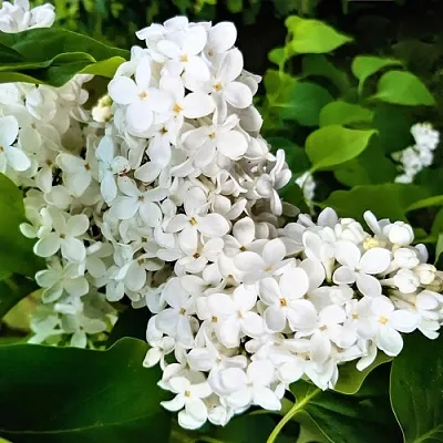 Сирень МАЛЕНЬКИЙ ПРИНЦ  Сирень МАЛЕНЬКИЙ ПРИНЦ в Екатеринбурге