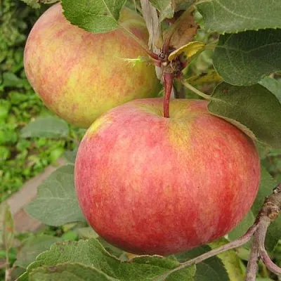 Яблоня ПЕРВОУРАЛЬСКОЕ  Яблоня ПЕРВОУРАЛЬСКОЕ в Екатеринбурге