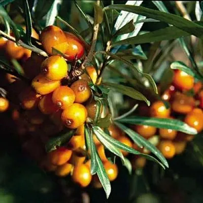 Облепиха ДАР КАЗАКОВУ в Екатеринбурге