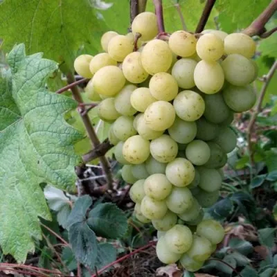 Виноград ФРУМОАСА АЛБЭ — описание сорта Виноград ФРУМОАСА АЛБЭ в Екатеринбурге