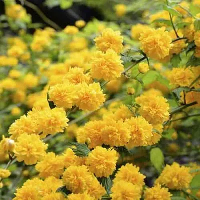 Керрия японская АУРЕОВАРИЕГАТТА  Керрия японская АУРЕОВАРИЕГАТТА в Екатеринбурге