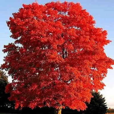 Дуб красный   Дуб красный  в Екатеринбурге