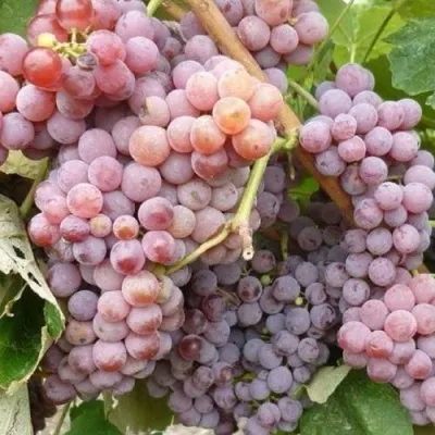 Виноград РИЛАЙНС ПИНК СИДЛИС — описание сорта Виноград РИЛАЙНС ПИНК СИДЛИС в Екатеринбурге