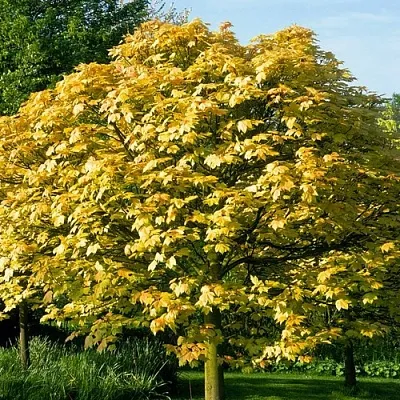 Клен ложноплатановый  Клен ложноплатановый в Екатеринбурге