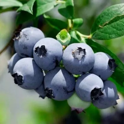 Голубика СИЕРРА в Екатеринбурге