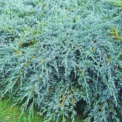 Можжевельник БЛЮ КАРПЕТ чешуйчатый  Можжевельник БЛЮ КАРПЕТ чешуйчатый в Екатеринбурге