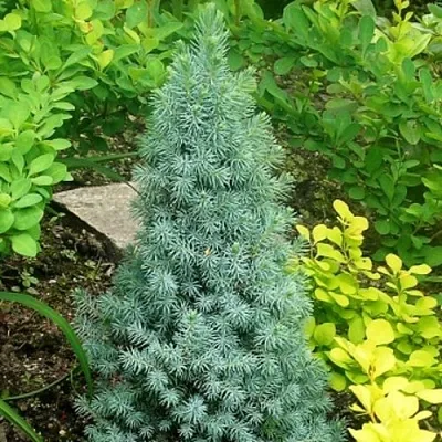 Ель КОНИКА сизая  Ель КОНИКА сизая в Екатеринбурге