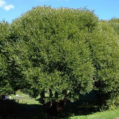 Ива ломкая   Ива ломкая  в Екатеринбурге