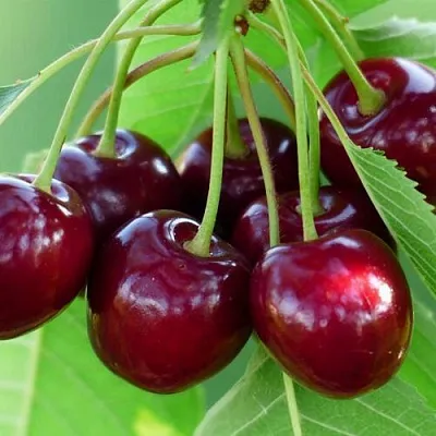 Дюк ЖИВИЦА (ЧЕРЕВИШНЯ)  Дюк ЖИВИЦА (ЧЕРЕВИШНЯ) в Екатеринбурге